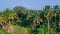 Panoramic aerial view of beautiful ancient tropical forest at Landhoo island at Noonu atoll Royalty Free Stock Photo