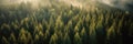 Panoramic aerial view of misty pine forest in the morning. Banner with 3:1 aspect ratio