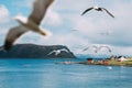 Panoramic aerial view of a nordic scandinavian scene with flying seagulls