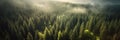 Panoramic aerial view of pine forest in foggy morning. Panoramic landscape