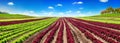 Lettuce field with blue sky, panoramic shot Royalty Free Stock Photo
