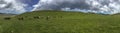 Panoramic alpine mountain landscape with grasing horses