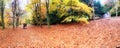Panoramic of amazing autumn colour