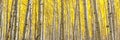 Panoramic Aspen Forest in Golden Autumn Splendor Royalty Free Stock Photo