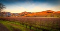 A panoramic of autumn colors of yellow and red in a vineyard Royalty Free Stock Photo