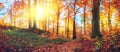 Panoramic autumn forest landscape