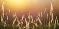 Panoramic autumn landscape background of sunrise over the meadow Royalty Free Stock Photo