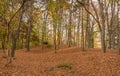 Panoramic autumn landscape with a beautiful magic forest