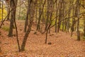 Panoramic autumn landscape with a beautiful magic forest