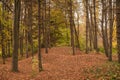 Panoramic autumn landscape with a beautiful magic forest