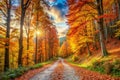 Panoramic Autumn Landscape with Forest Path Royalty Free Stock Photo
