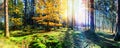 Panoramic autumn landscape in sunny forest. Fall nature background