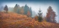 Panoramic autumn scene of mountain forest with old country road. Royalty Free Stock Photo