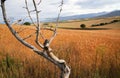 Panoramic background of beautiful yellow-green field