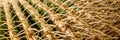 Panoramic background from the cactus with spines