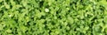 Panoramic background with green clover leaves