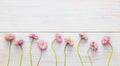 Panoramic background with pink Marguerite flowers Royalty Free Stock Photo