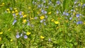 Panoramic background with wildflowers Royalty Free Stock Photo