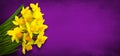 Panoramic background with Yellow daffodils flowers on purple texture Royalty Free Stock Photo