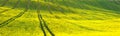 Panoramic background of yellow-green floral field Royalty Free Stock Photo