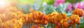 Panoramic background of yellow tulips flowers, beautiful flower in garden plant, tulip spring-blooming Royalty Free Stock Photo