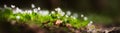 Panoramic banner background with a close up wildflowers in woodland. Beautiful natural landscape. Selective focusing on Royalty Free Stock Photo