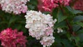 Panoramic banner. beautiful hydrangea flowers in the garden. the flowering plant is white to dark pink in color. close-up, soft Royalty Free Stock Photo