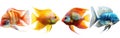 Panoramic Banner of Colorful Saltwater Aquarium Fish Collection - Popular Pets in Various Species on White Background Royalty Free Stock Photo