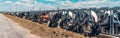 Panoramic banner image of outdoor cowshed on dairy farm with many cows eating hay Royalty Free Stock Photo