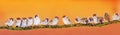 Panoramic banner of a lot of funny little birds sparrows on a br