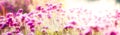 Panoramic banner pink flowers