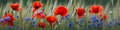 Panoramic banner with red poppy and blue cornflowers on meadow in summer, horizontal flower border, AI generative