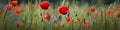 Panoramic banner with red poppy and blue cornflowers on meadow in summer, horizontal flower border, AI generative