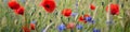 Panoramic banner with red poppy and blue cornflowers on meadow in summer, horizontal flower border, AI generative