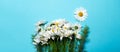 Panoramic banner view of bouquet of chamomile flowers on blue background. Royalty Free Stock Photo