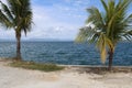 panoramic beach in beautiful muna district with coconut trees Royalty Free Stock Photo