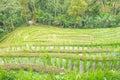 Panoramic beautiful view of green rice terraces. agronomic indonesian natural background. Rice fields and tropical plants Royalty Free Stock Photo