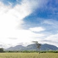 Panoramic beautiful view on pasture field and hills with lonely died tree. Cloudy blue sky and yellow dry grass on the field Royalty Free Stock Photo