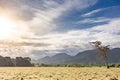 Panoramic beautiful view on pasture field and hills with lonely died tree. Cloudy blue sky and yellow dry grass on the field Royalty Free Stock Photo