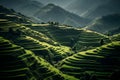 Panoramic Beauty of Longji Rice Terraces