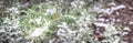 Panoramic blooming purple rosemary flower under freezing snow blanket near Dallas, Texas, USA Royalty Free Stock Photo