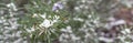 Panoramic blooming purple rosemary flower under freezing snow blanket near Dallas, Texas, USA Royalty Free Stock Photo