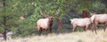 Panoramic of bugling bull elk