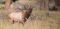 Panoramic of a bugling bull elk