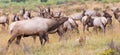 Panoramic of bull elk and harem Royalty Free Stock Photo