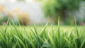 Panoramic close up of green grass with blurred garden background Royalty Free Stock Photo