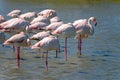 Panoramic close-up of a group of Greater Flamingos Phoenicopterus roseus in the Camargue, Bouches du Rhone, France Royalty Free Stock Photo