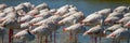 Panoramic close-up of a group of Greater Flamingos Phoenicopterus roseus in the Camargue, Bouches du Rhone South of France Royalty Free Stock Photo