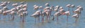 Panoramic close-up of a group of Greater Flamingos Phoenicopterus roseus in the Camargue, Bouches du Rhone South of France