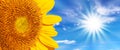 Panoramic close up of a sunflower, sunshine background